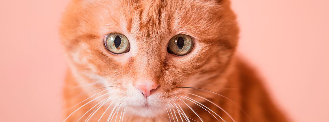 Породы кошек рыжего окраса (33 фото)