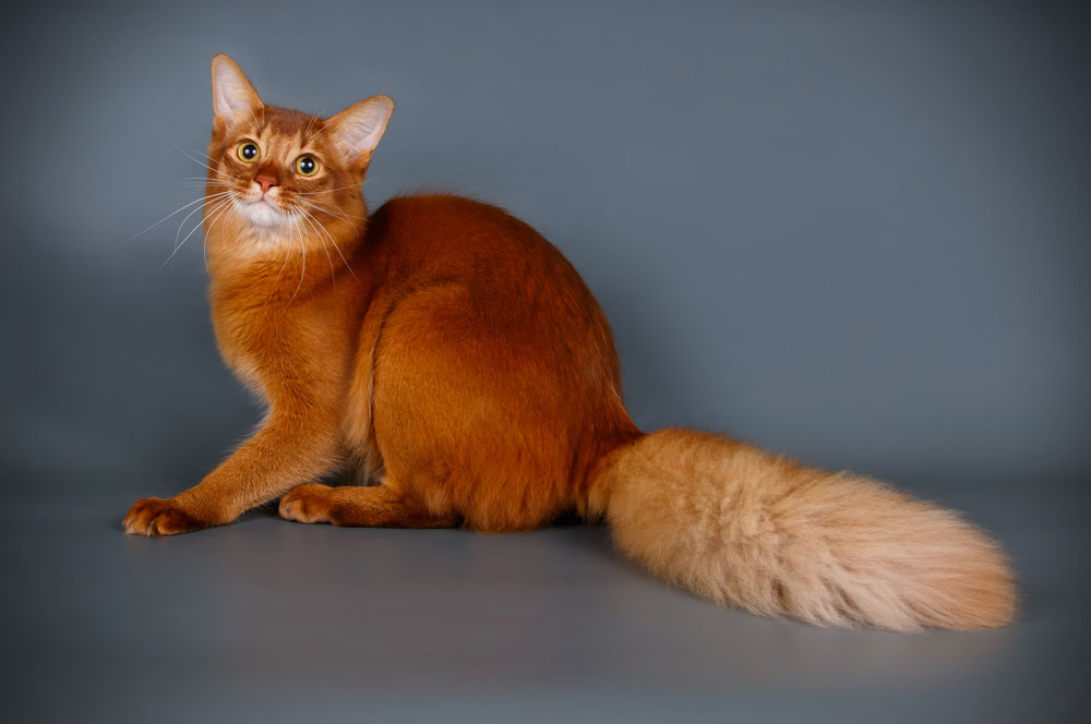 Породы рыжих кошек: особенности, названия пород, фото - SUPERPET