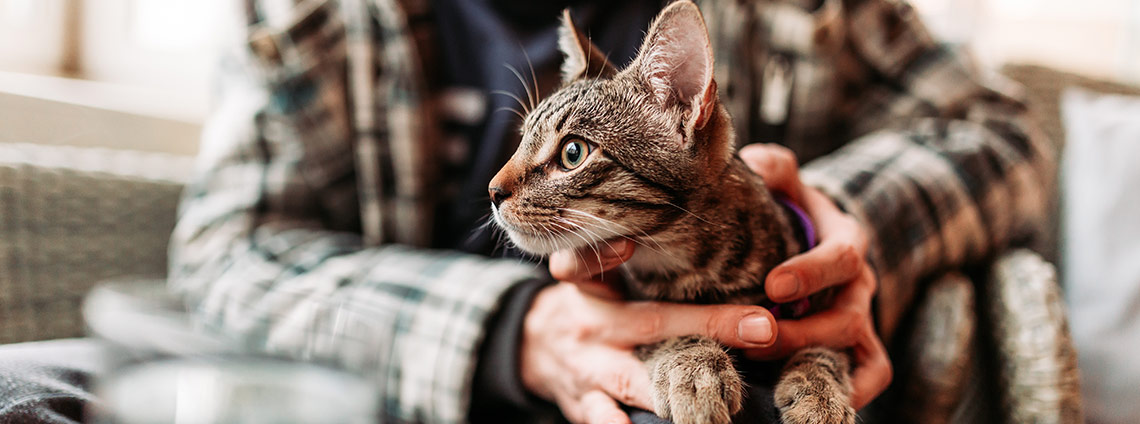 Гипертиреоз у кошек: признаки, контроль и лечение