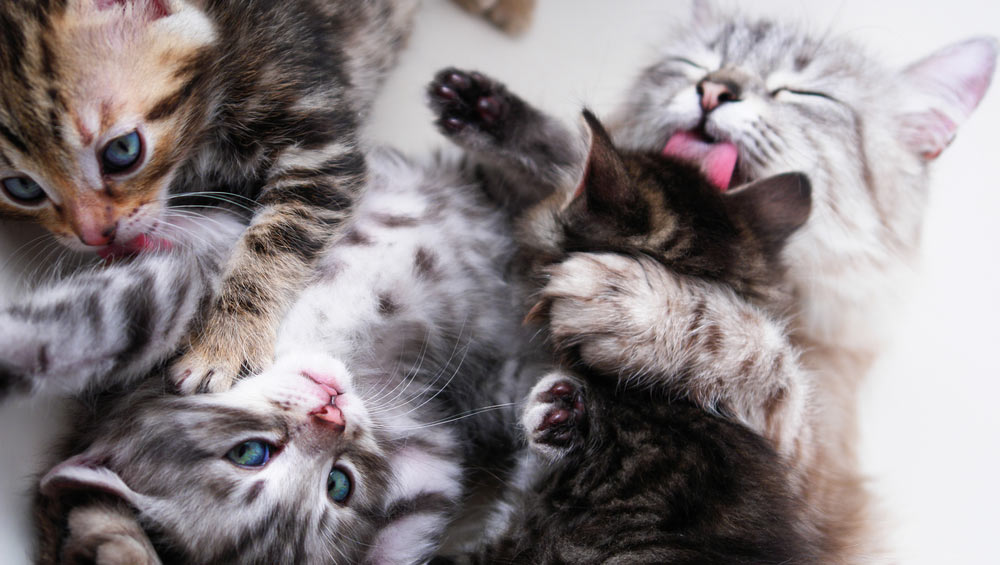 Роды у кошки: подготовка к родам, признаки, уход после родов