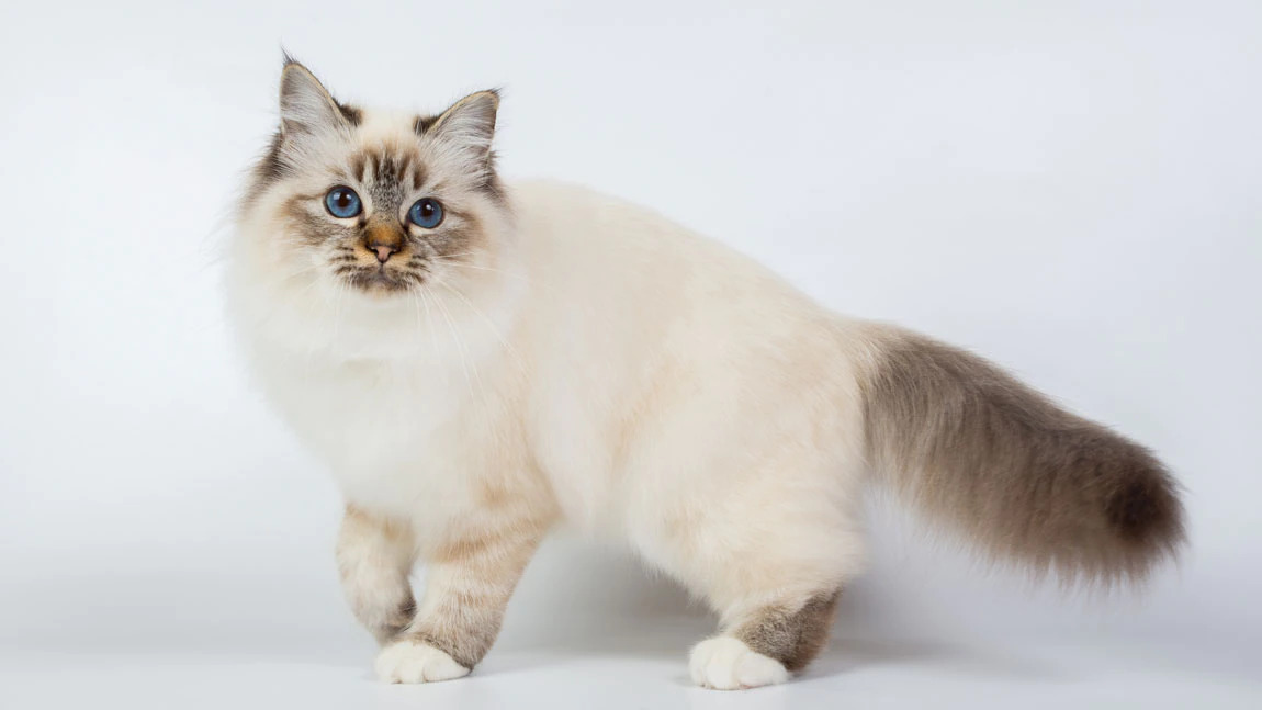Самые красивые породы кошек фото с названиями