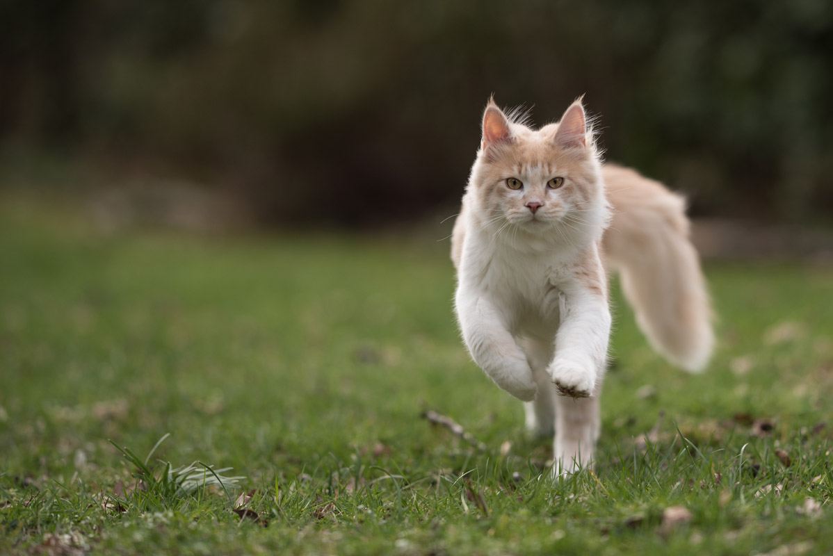Кошка бежит по траве