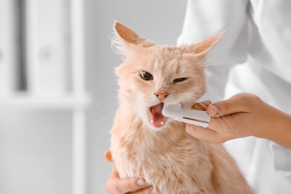 Как ухаживать за зубами кошки - нужно ли чистить зубы коту