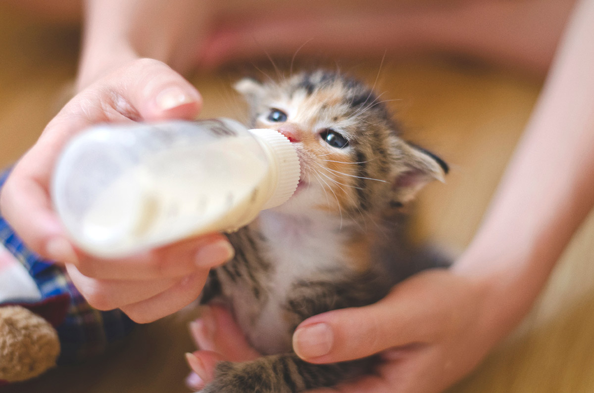 Котенок пьет молоко из бутылочки