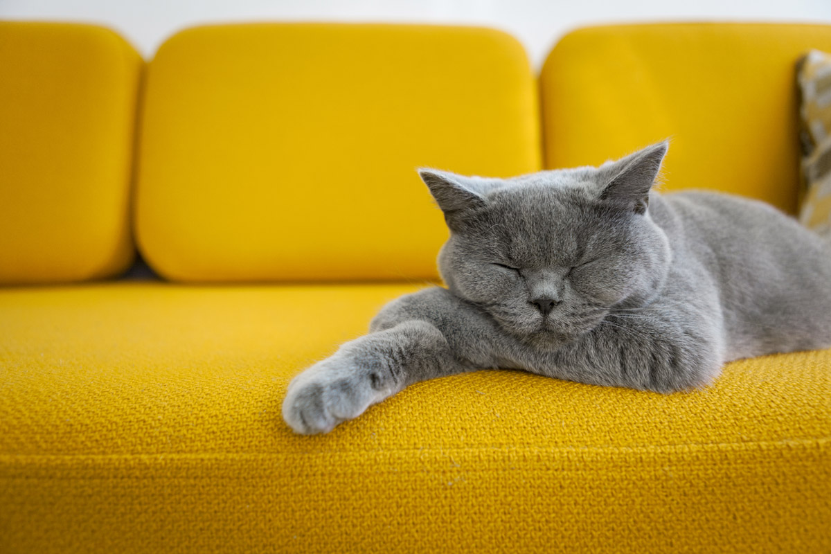Кошка спит на диване