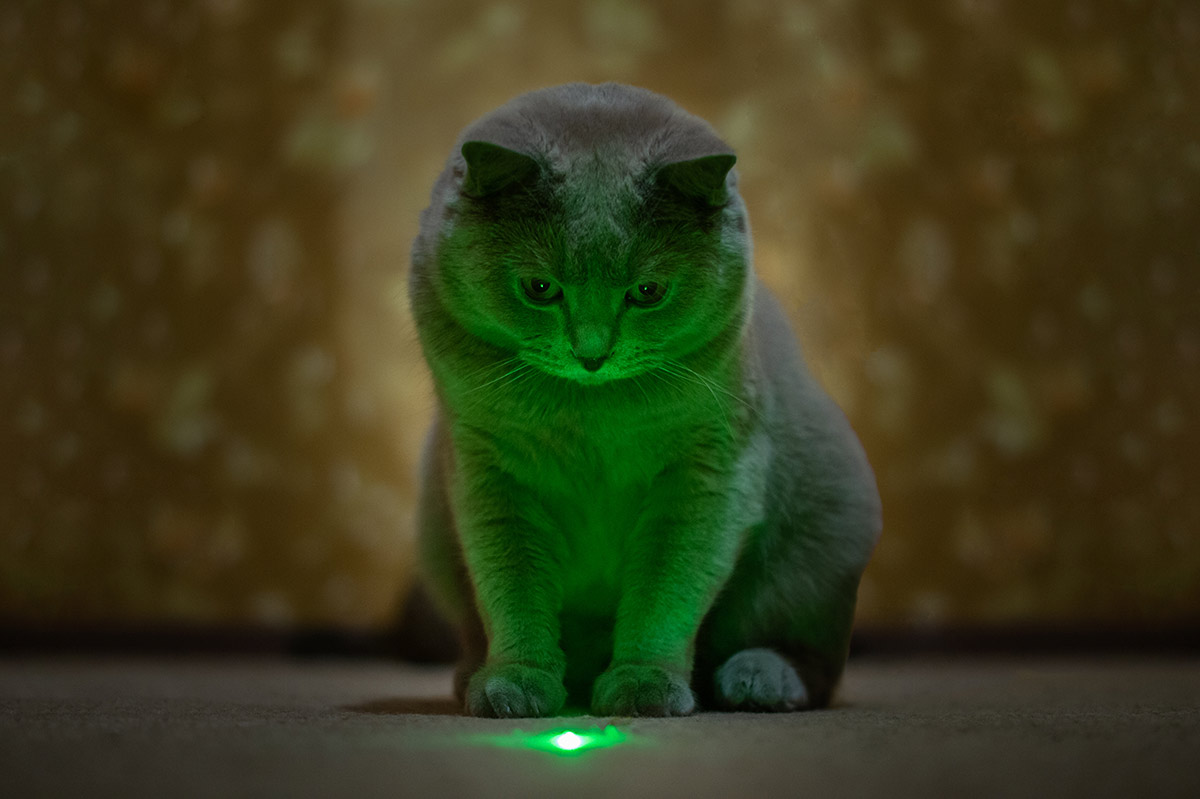 Зелёный с пятнышками кот