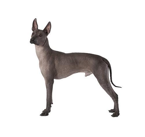 Ксолоитцкуинтли собака: фото, характер, описание породы
