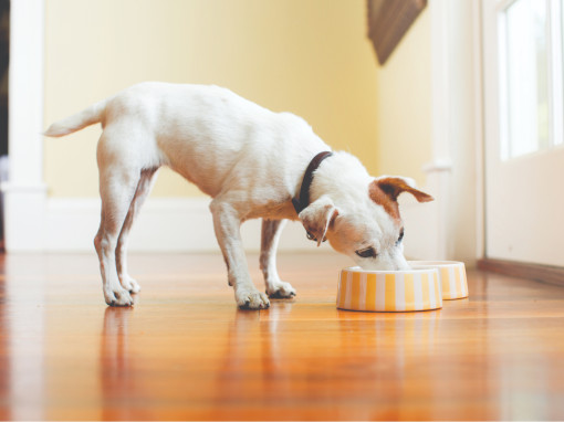 Dog products
